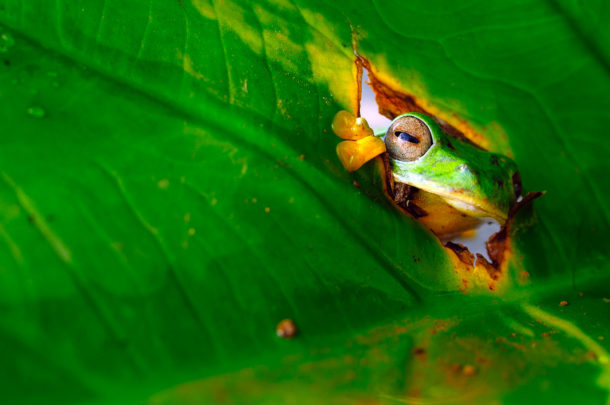 Comedy Wildlife Photography Awards